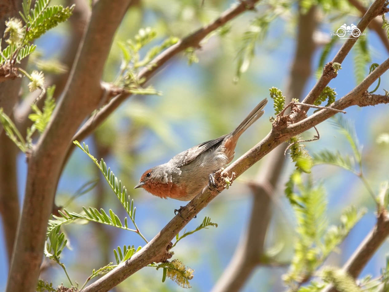 Private Morning Birding at Jere Canyon and Chaxa Lagoon