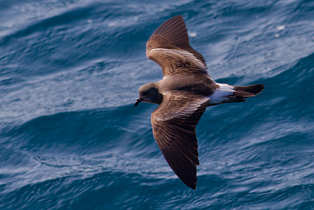 Private Half-Day Pelagic Birdwatching from Faial