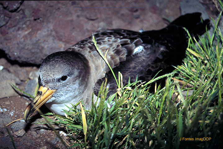Cory’s Shearwater Night Birdwatching on Faial
