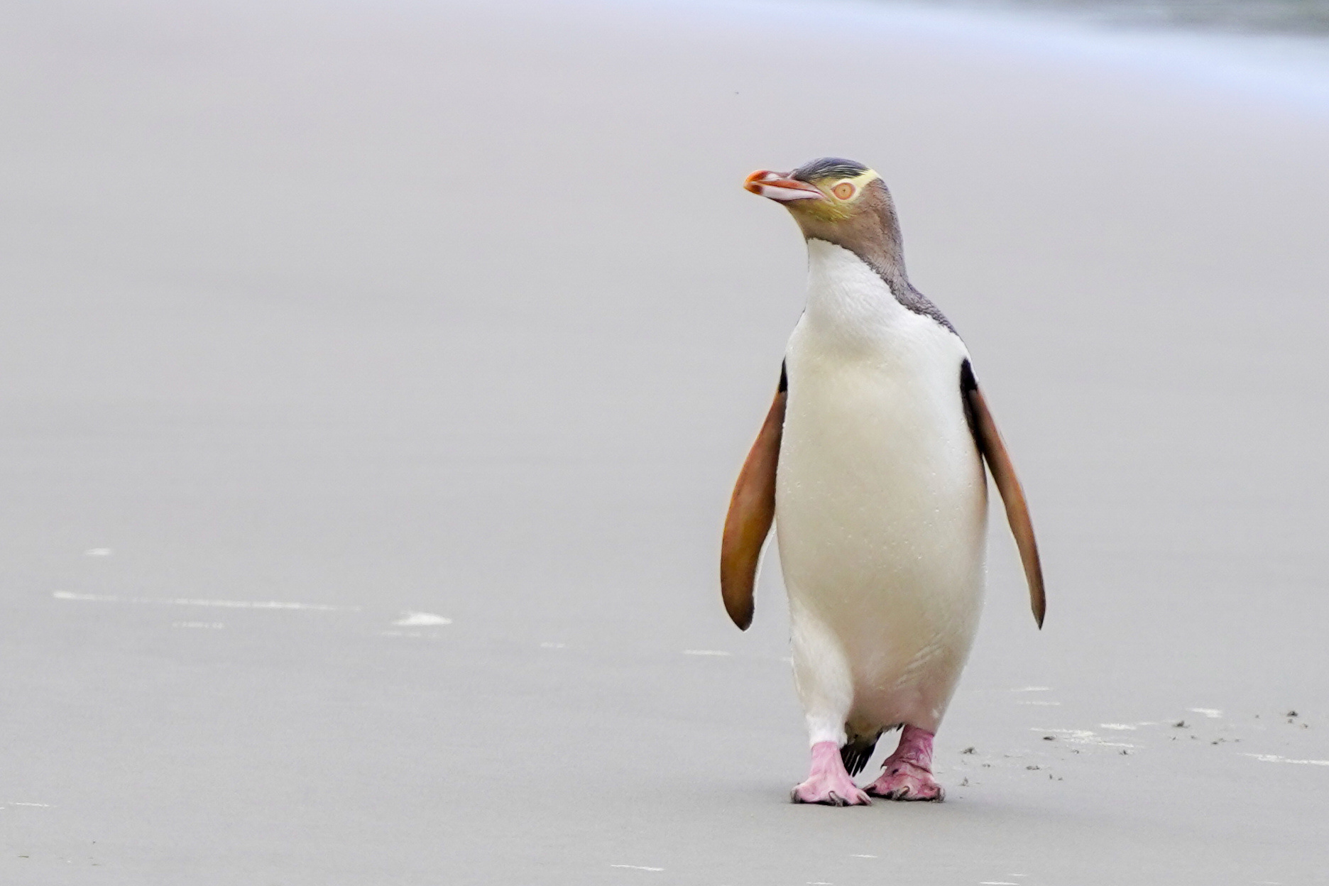 Wild One: Otago Peninsula Small-Group Birdwatching