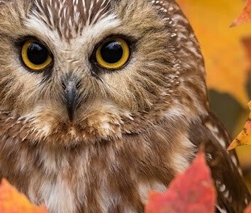 Prince Edward County and Amherst Island Autumn Birding