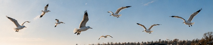Niagara Falls Birding and Photography with Joël Coutu