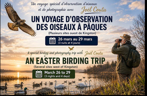 Spring Birdwatching and Photography West of Kingston