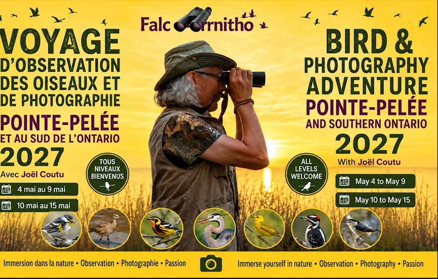 Point Pelee and Southern Ontario Birding with Joël Coutu