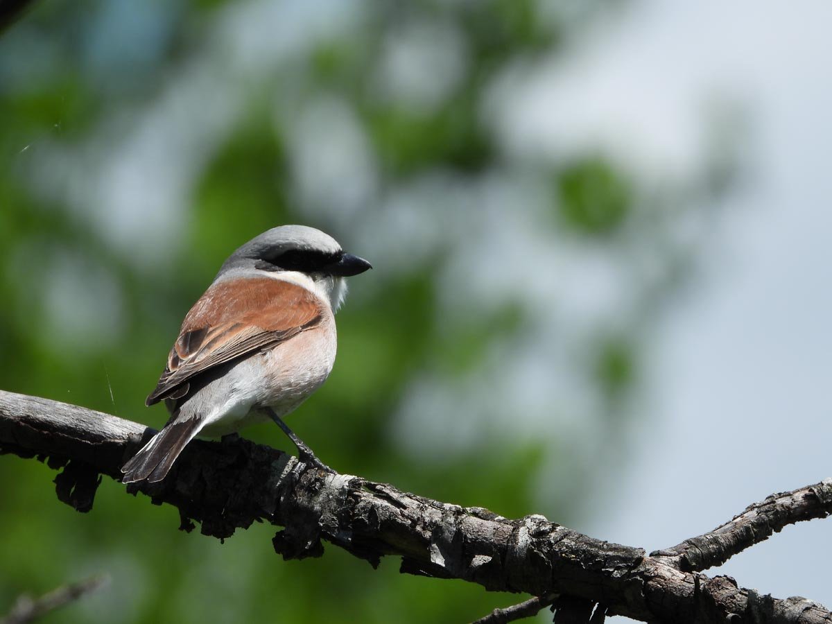 Half-Day Birdwatching in Livanjsko Field with Stur.ba