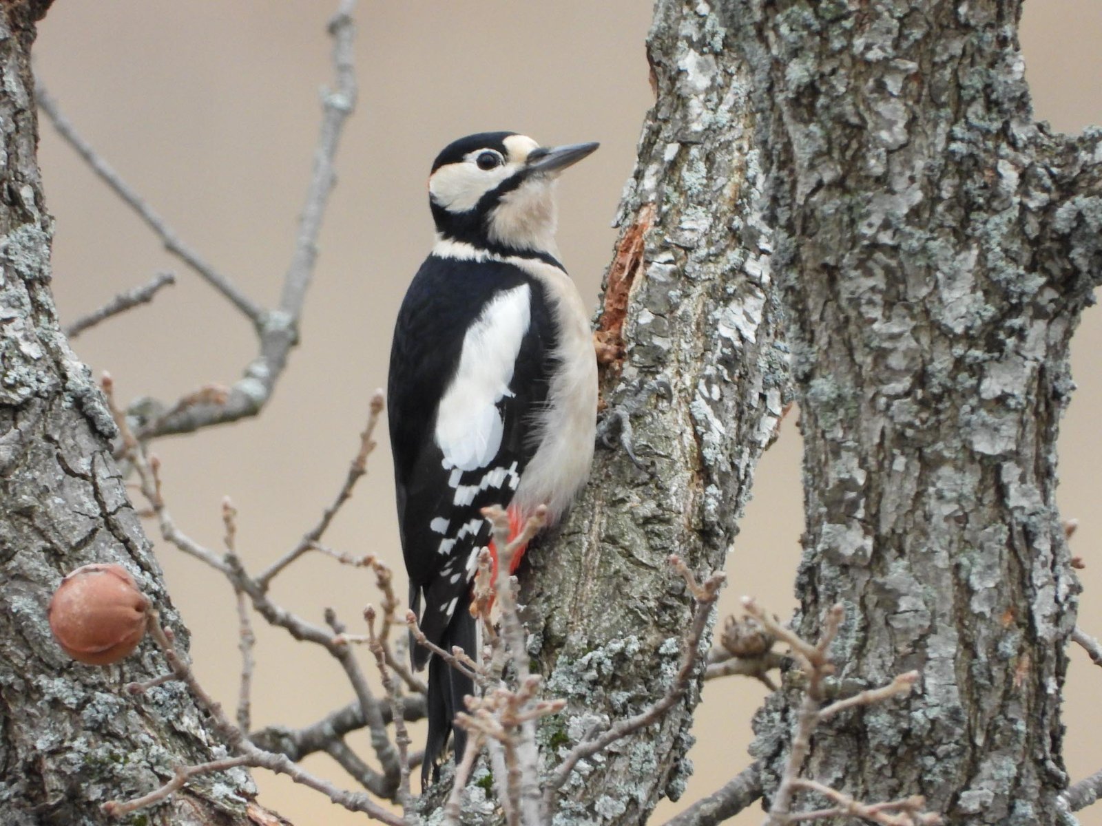 Full-Day Livanjsko Field Birdwatching with Stur.ba