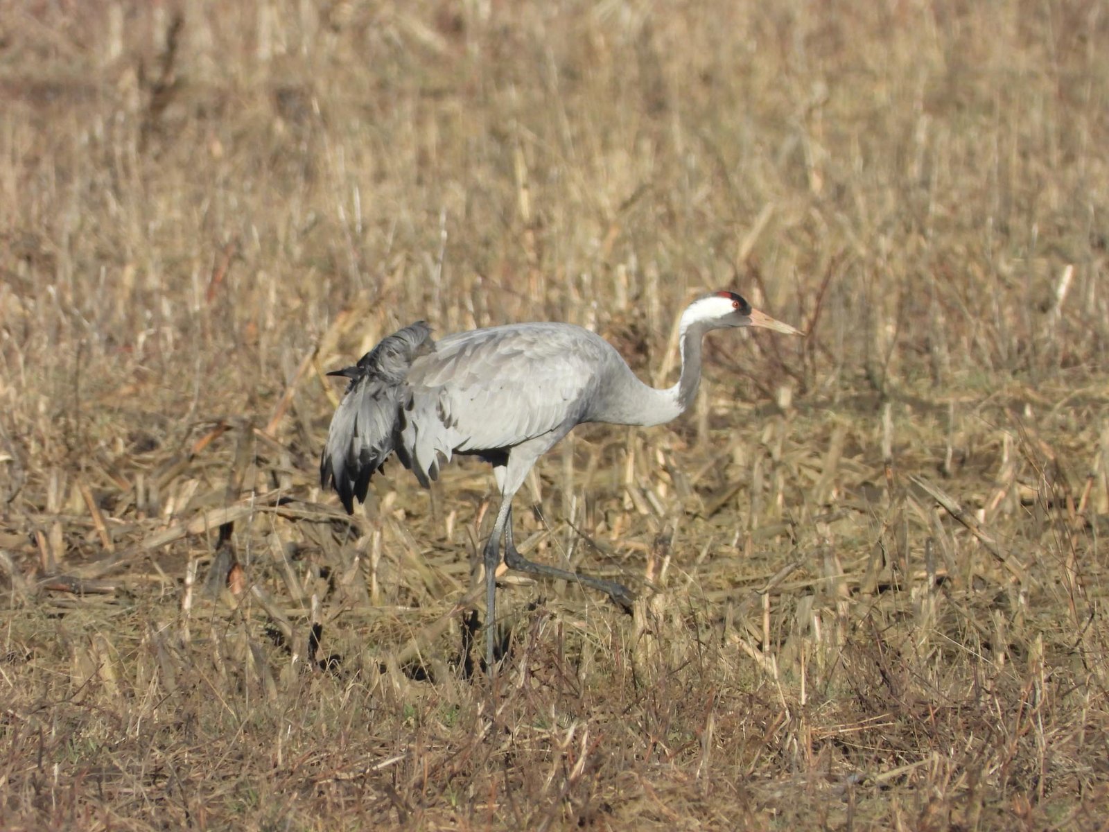 Three-Day Birdwatching in Livanjsko Field with Stur.ba