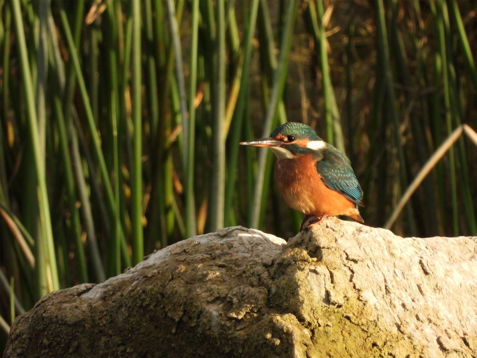 Five-Day Livanjsko Field Birding Program with Stur.ba