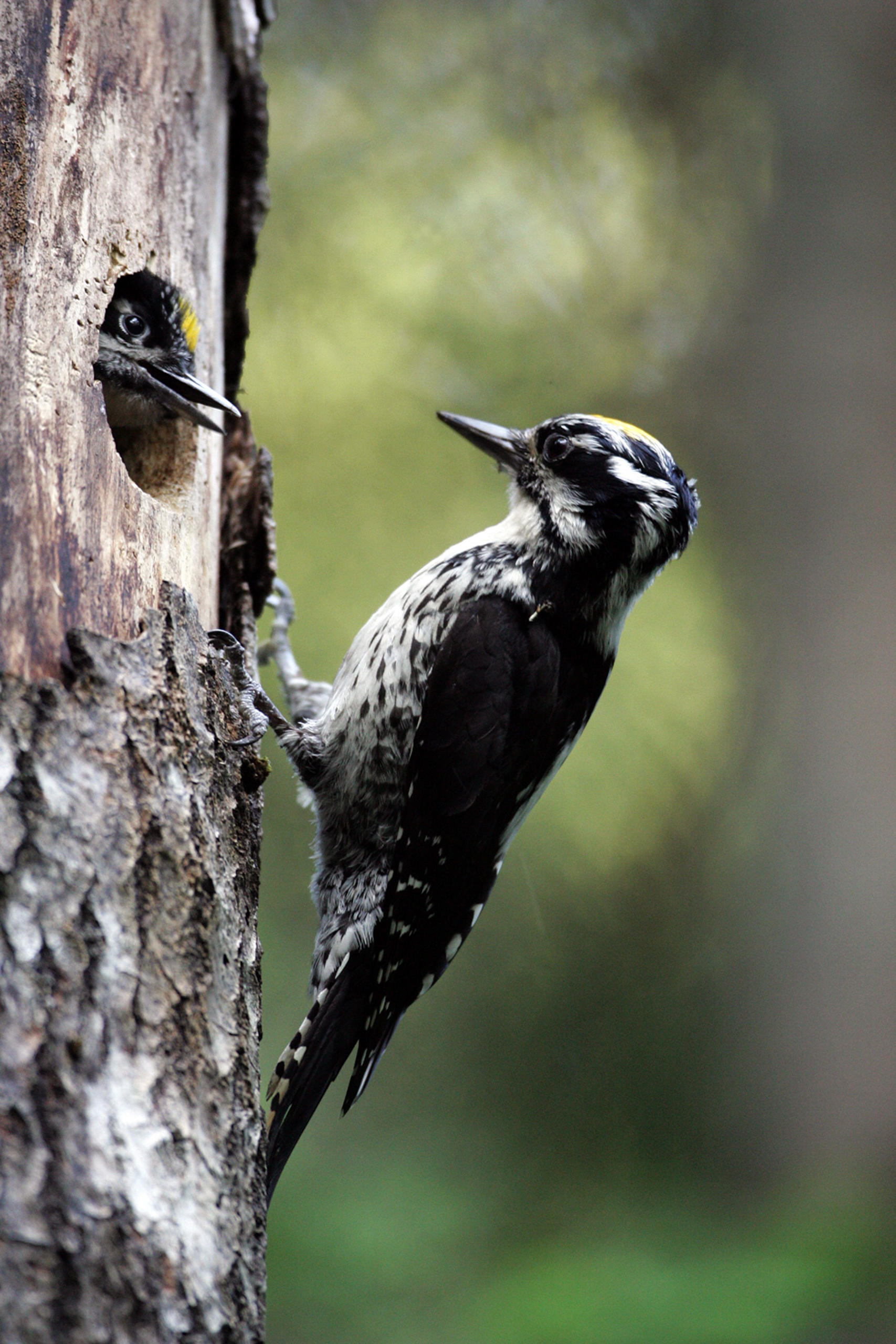 Guided Birdwatching in Luitemaa with Wild Nature Estonia