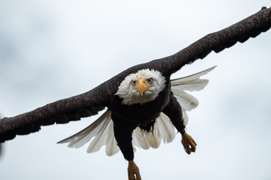 Chilkat Bald Eagle Photography Workshop