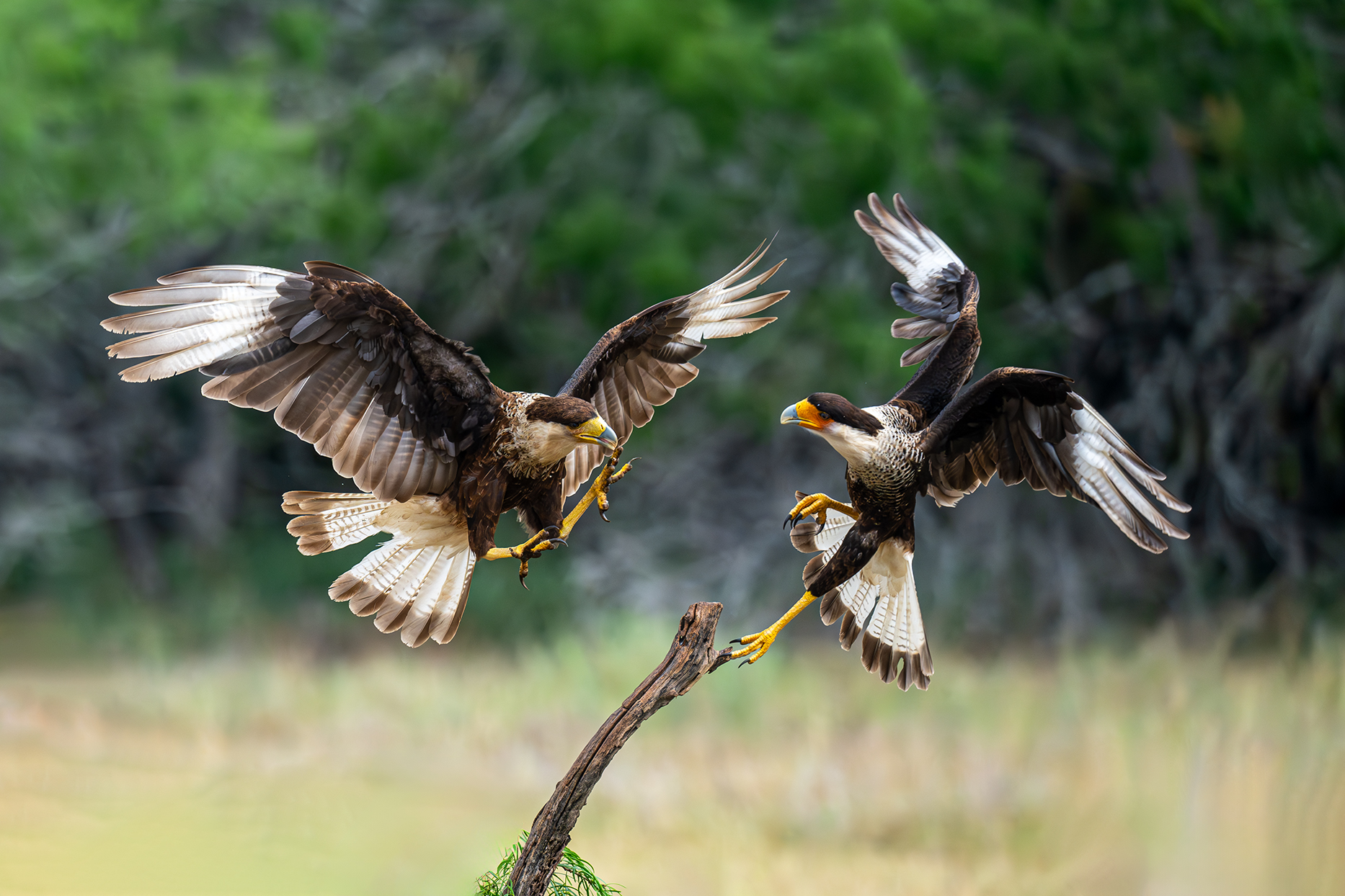 Texas Raptors and Songbirds Photography Workshop