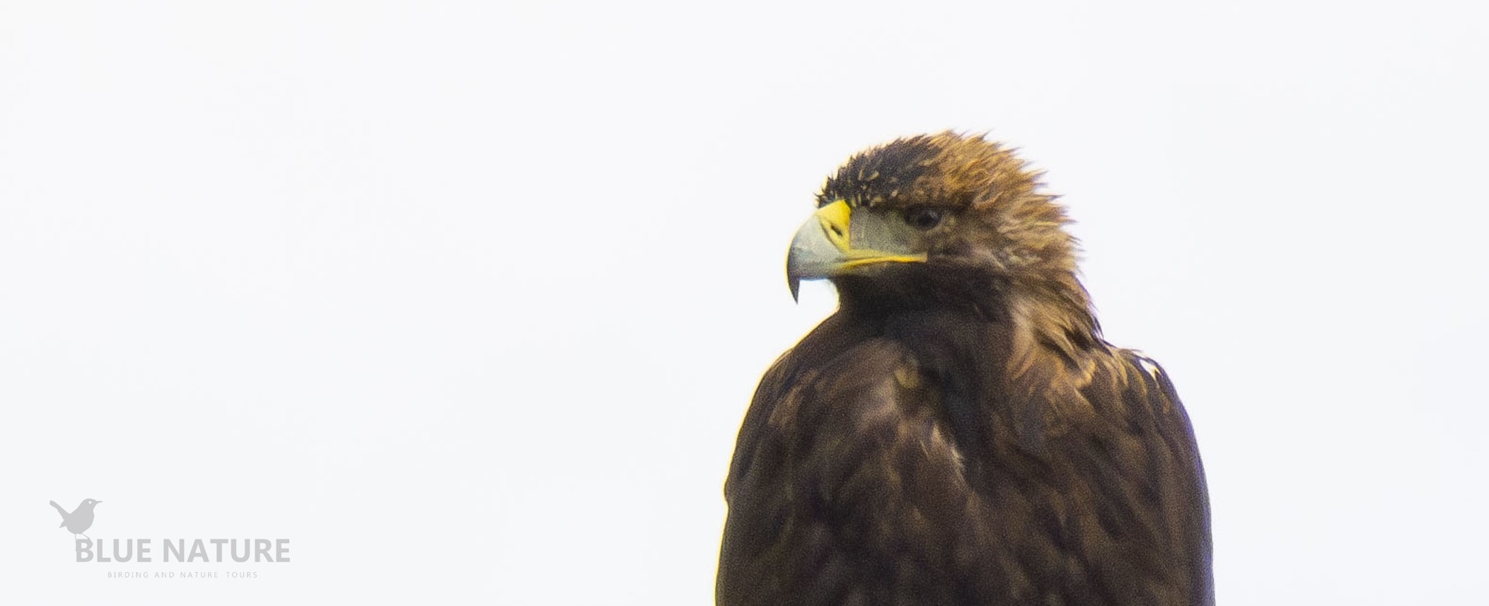 Half-Day Birdwatching around Madrid