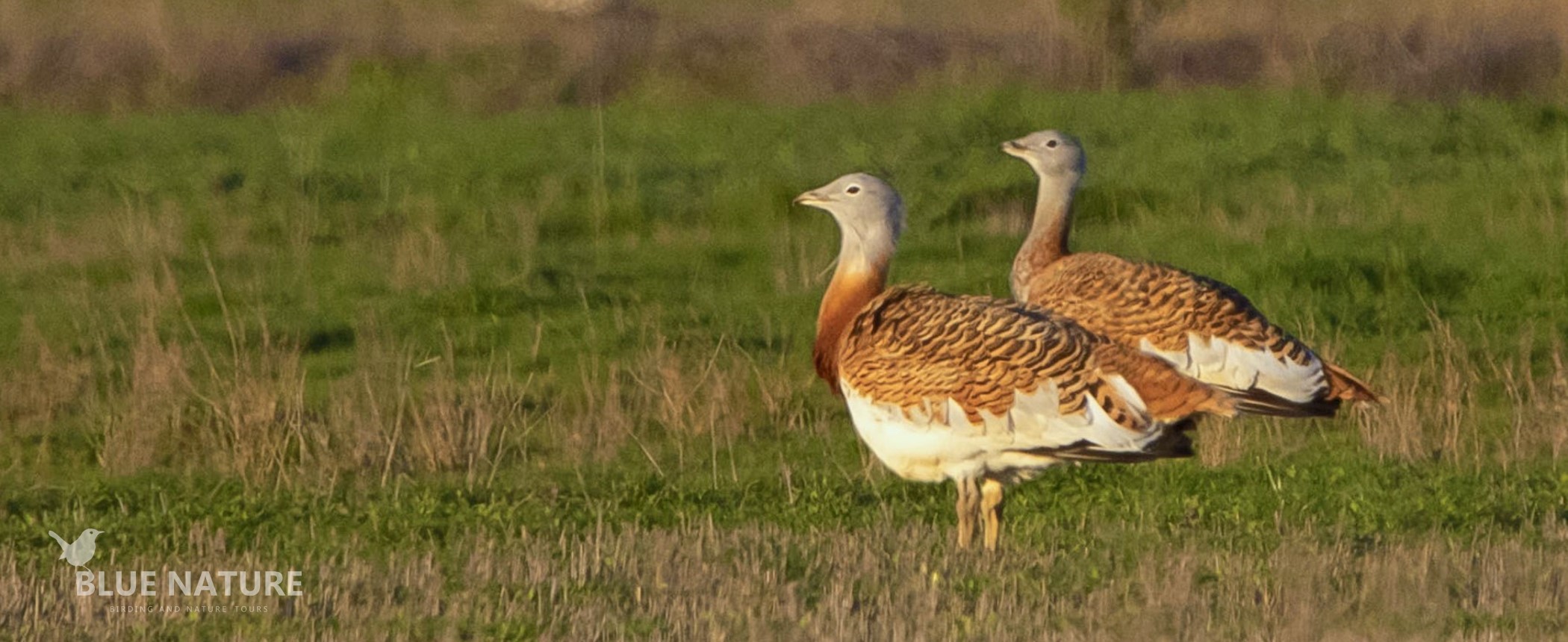 Full-Day Birdwatching around Madrid