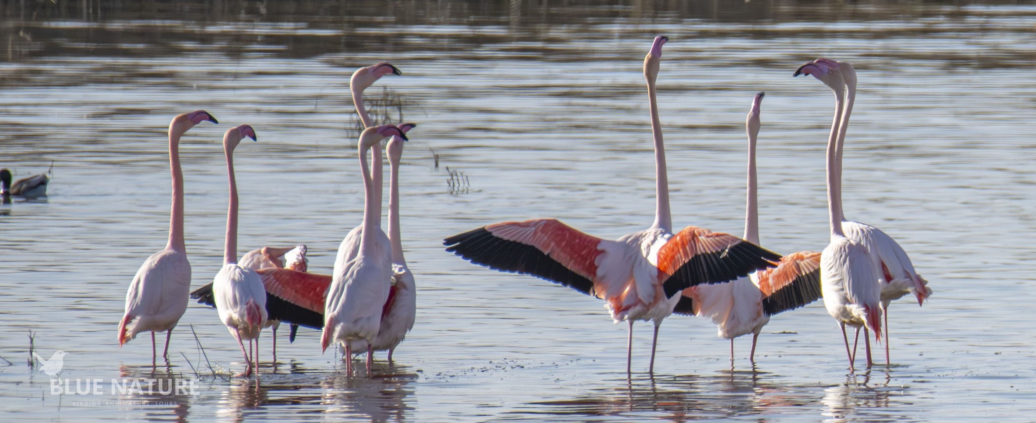 Central Spain Birding: Steppes, Wetlands and Mountains