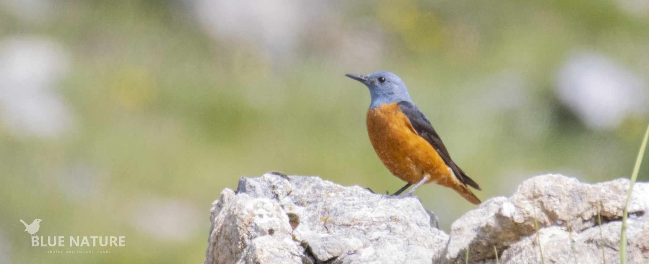 Sierra de Gredos Birding from Madrid