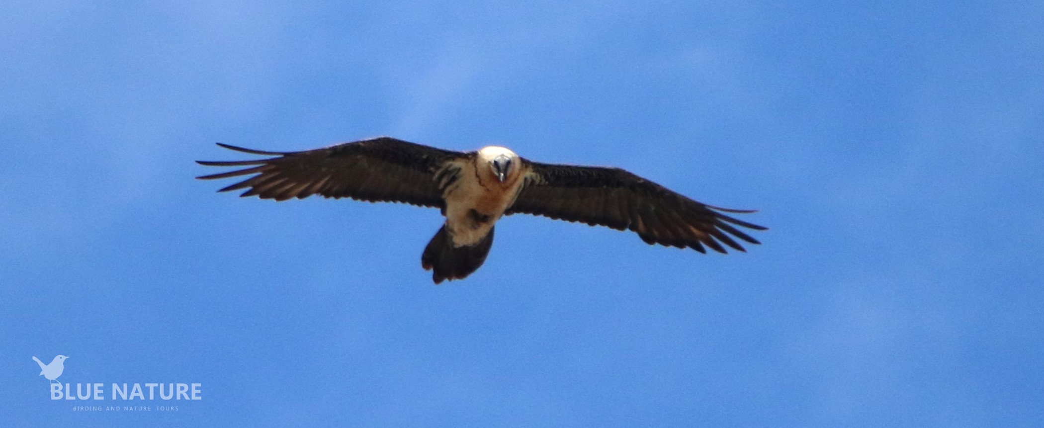 Aragonese Pyrenees Birding: Valleys, Forests and Cliffs