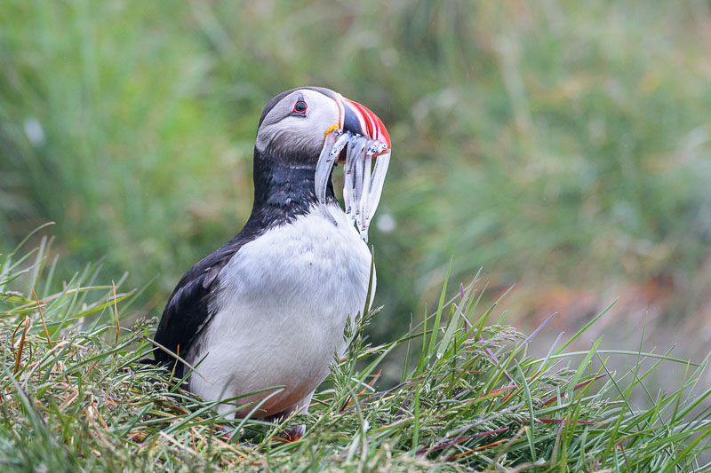 North Iceland Bird Photography: Mývatn, Hrísey and Grímsey