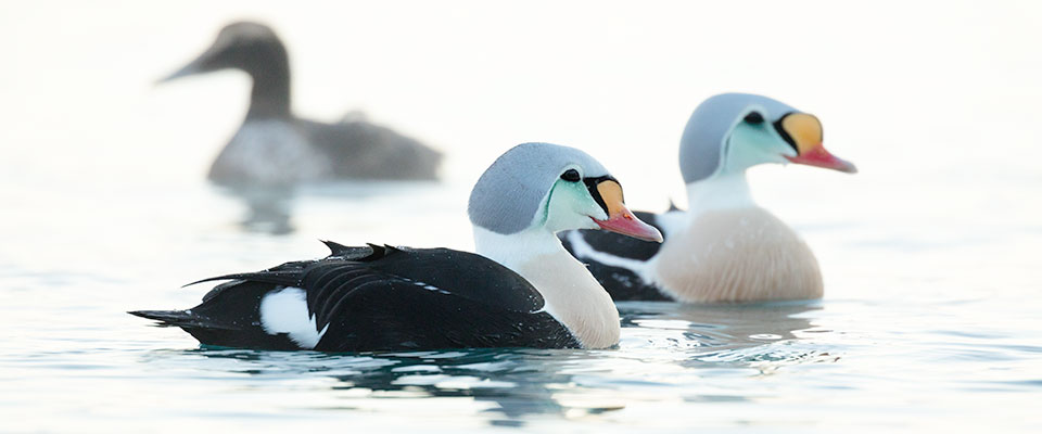 Varanger Arctic Bird Photography: Eiders, Seabird Cliffs and Aurora