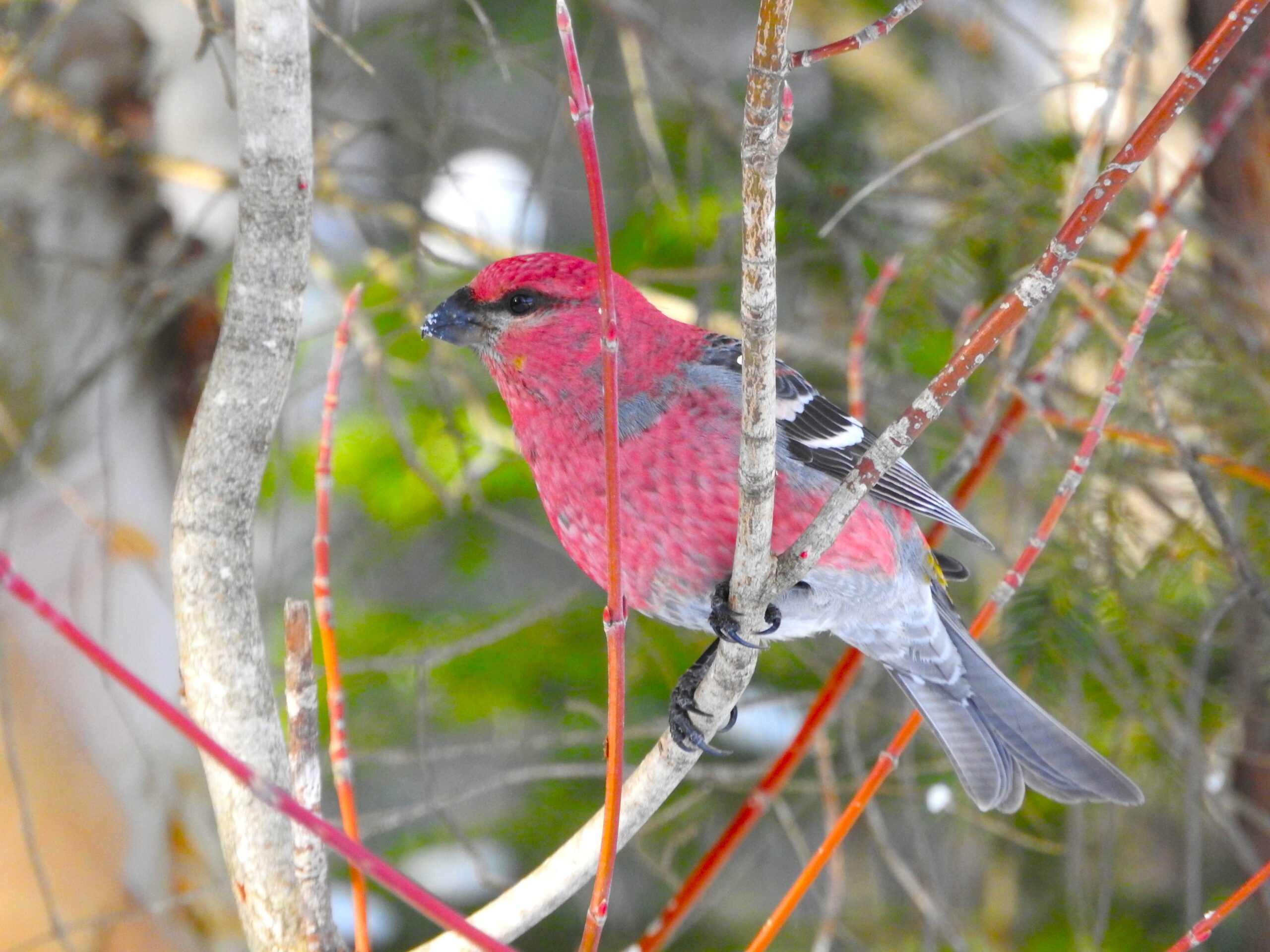 Private Birdwatching around Rivière-du-Loup with Mireille Poulin