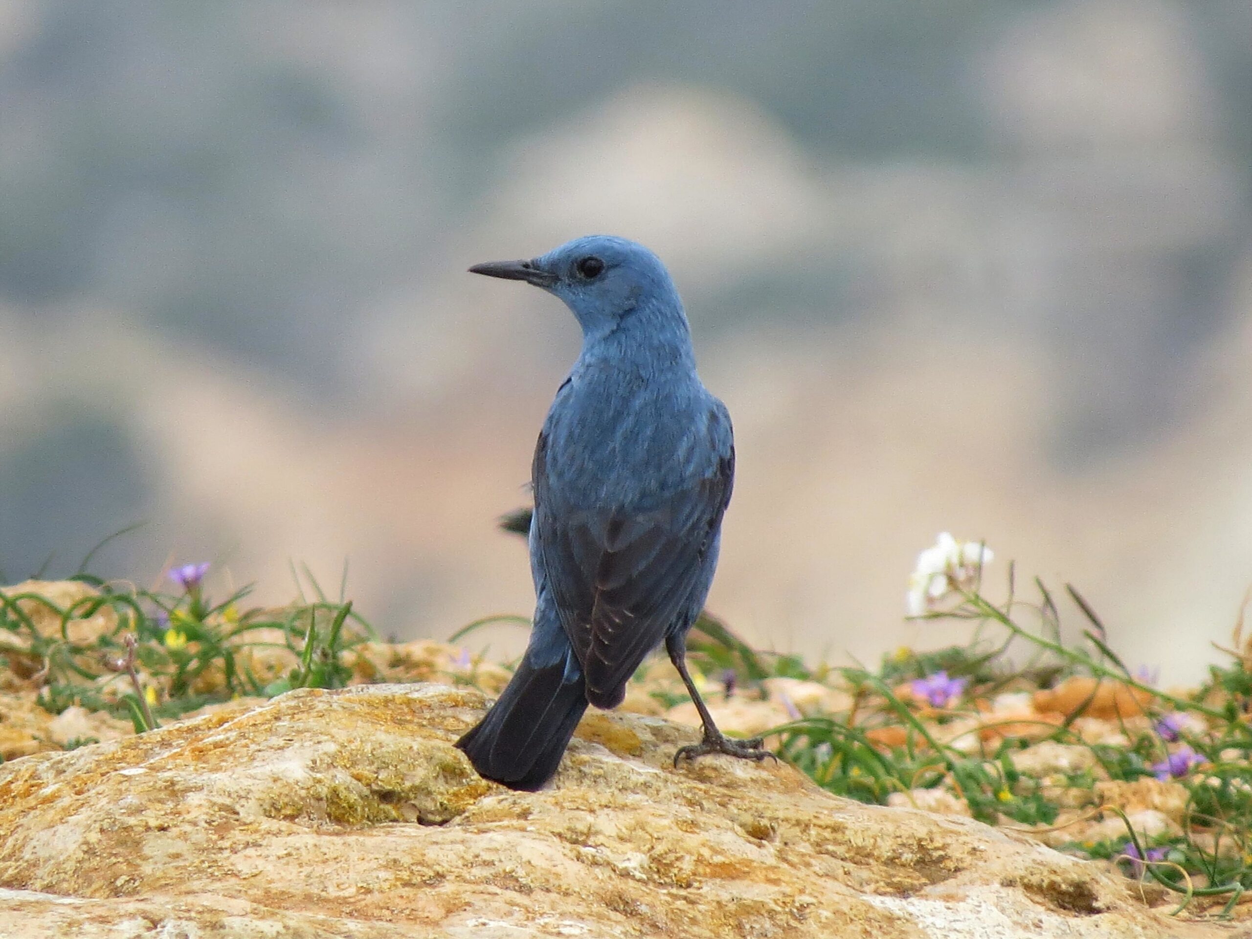 General Birdwatching in Malta, Gozo and Comino