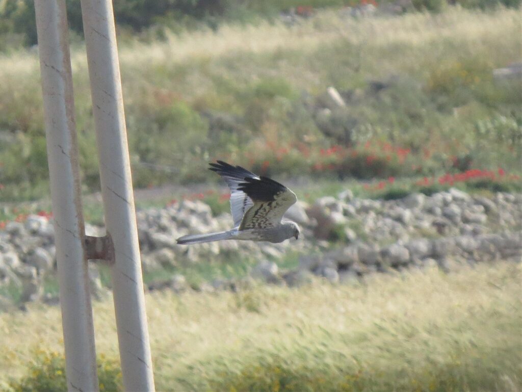 Target-Species Birding in the Maltese Islands
