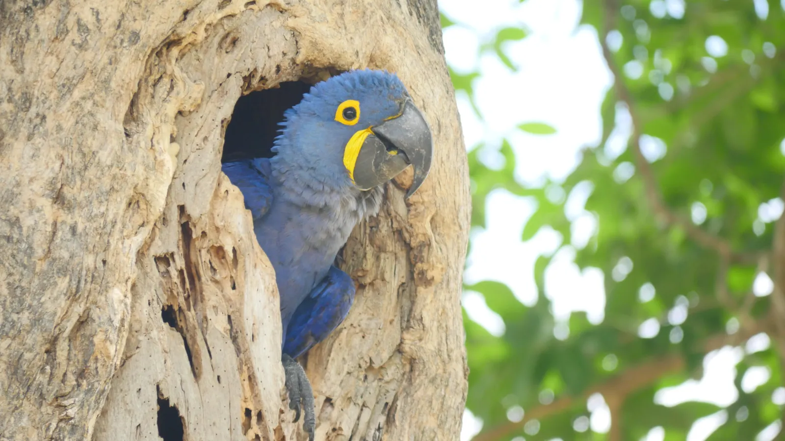 Southern Pantanal Birding: Nhecolândia and Rio Negro