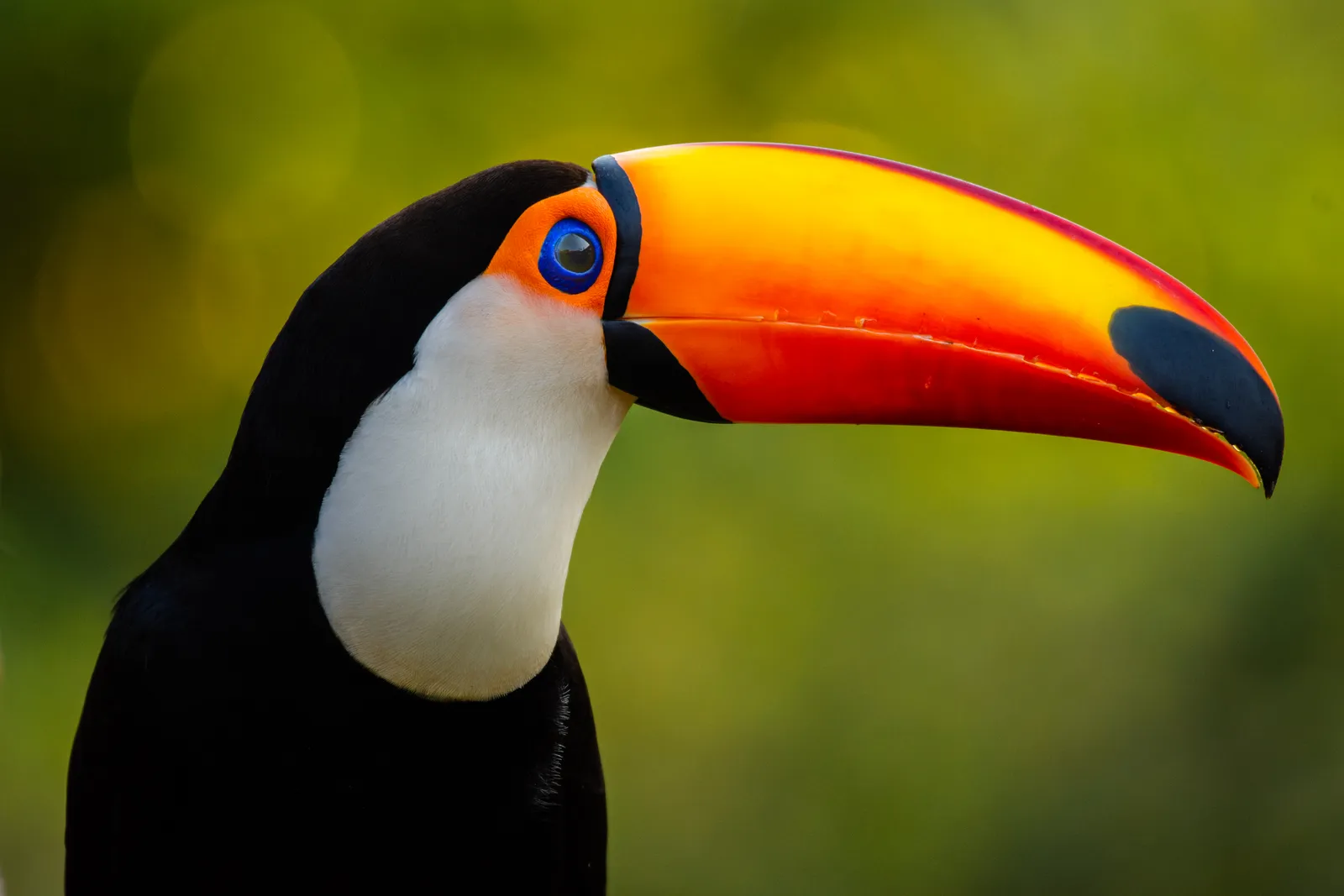 Southern Pantanal Birding Between the Aquidauana and Salobra Rivers