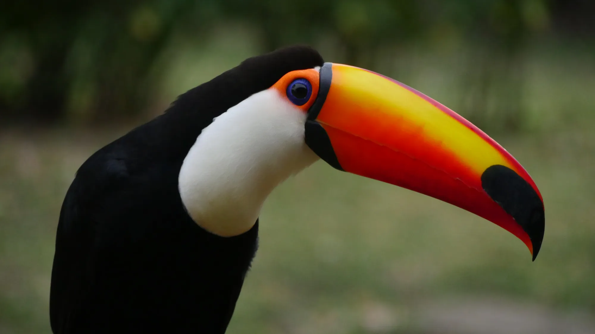 Southern Pantanal Birding: Pequi and Barra Mansa