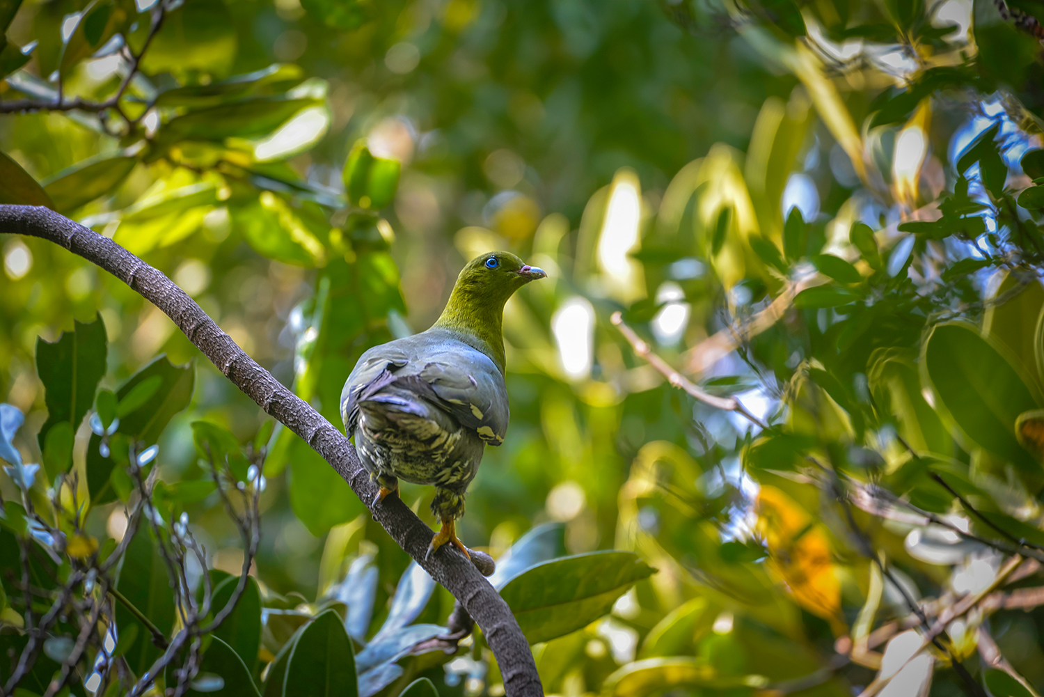 Madagascar Birds & Lemurs Photography Journey