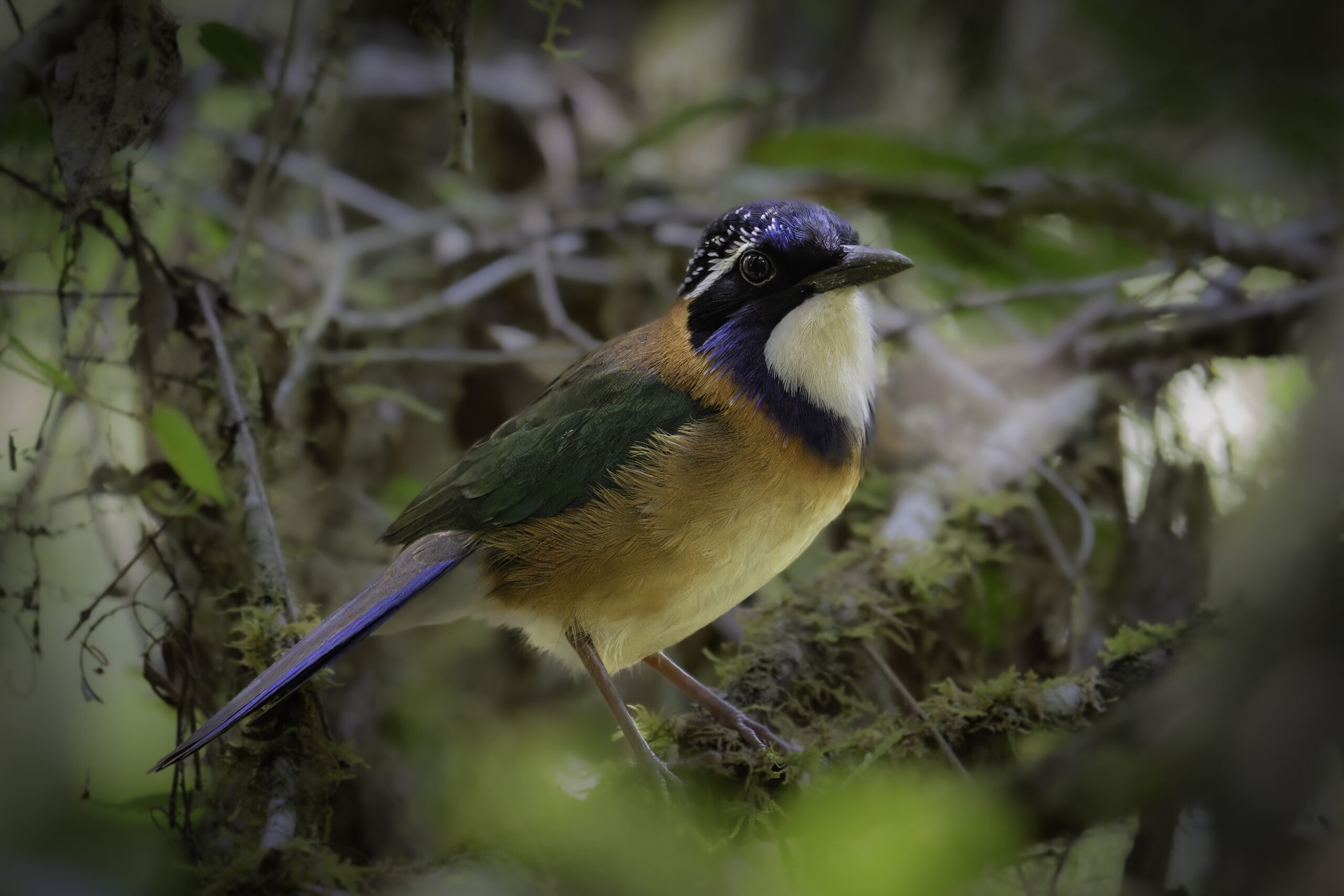 Madagascar Endemic Birds: Southwest to Eastern Rainforest