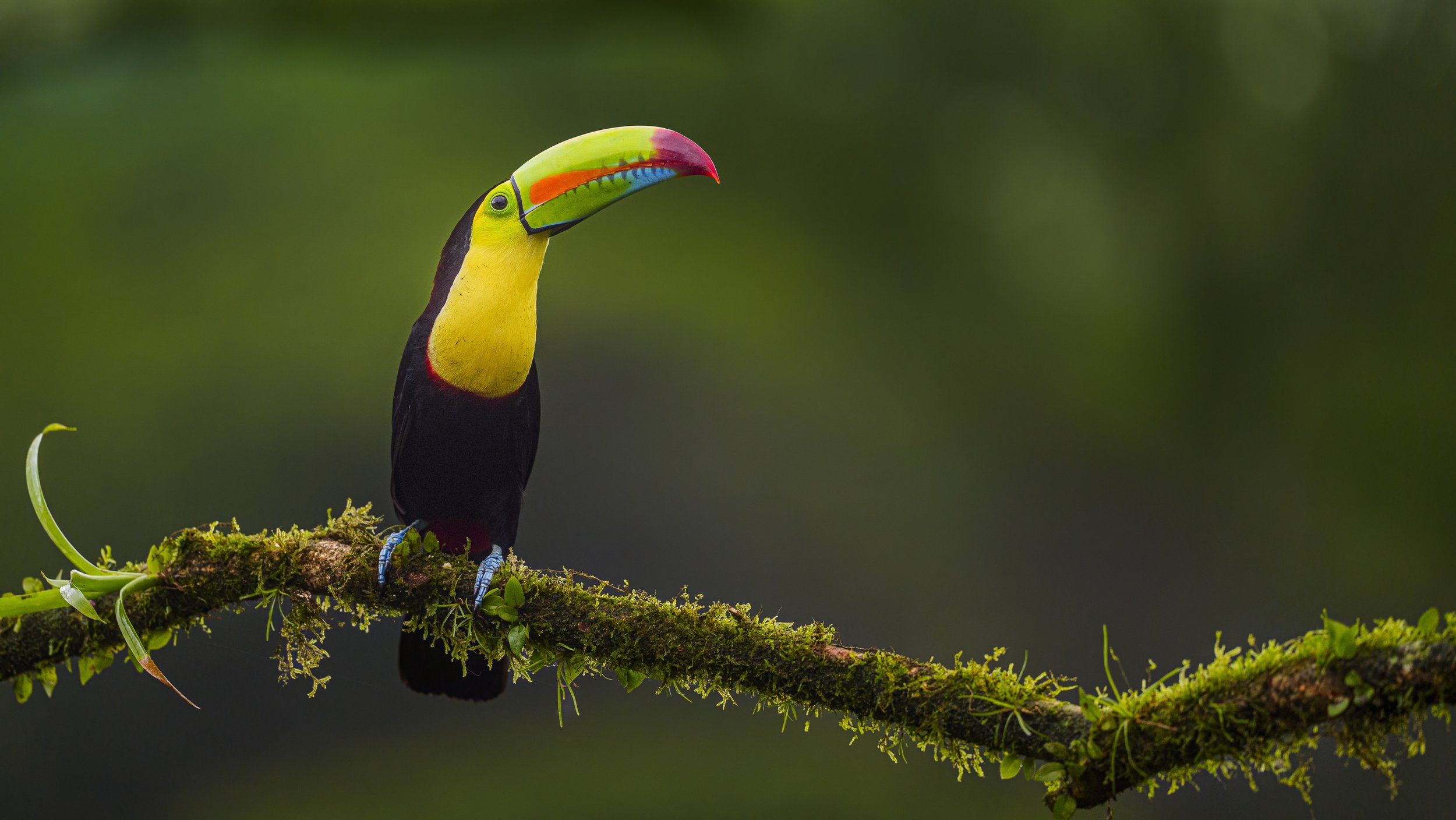 Costa Rica Bird & Wildlife Photography Workshop — March 2027