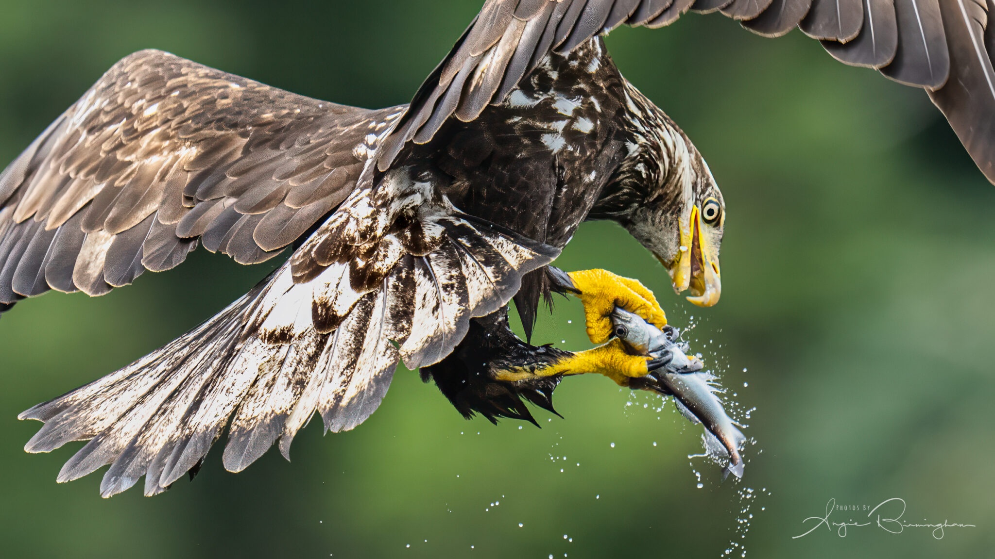 British Columbia Bald Eagle Photography Workshop
