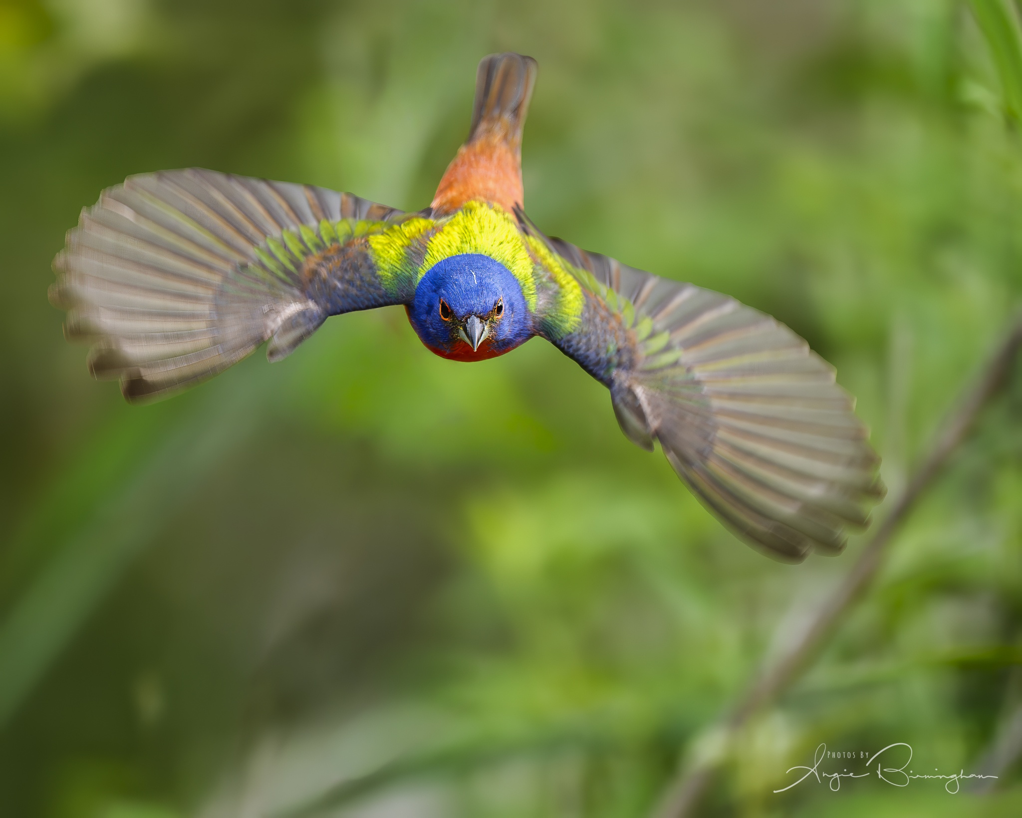 Texas Coastal Bend Spring Migration Bird Photography