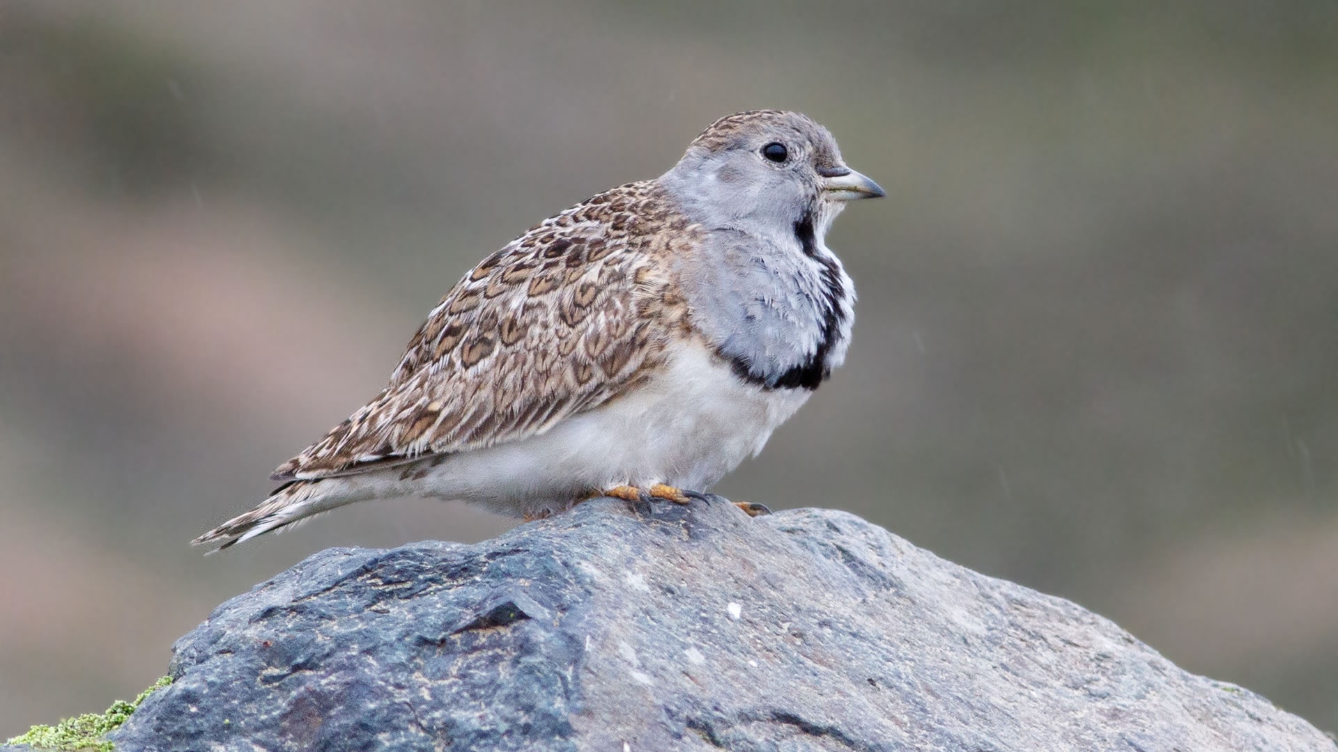 Lachay National Reserve Birdwatching Day