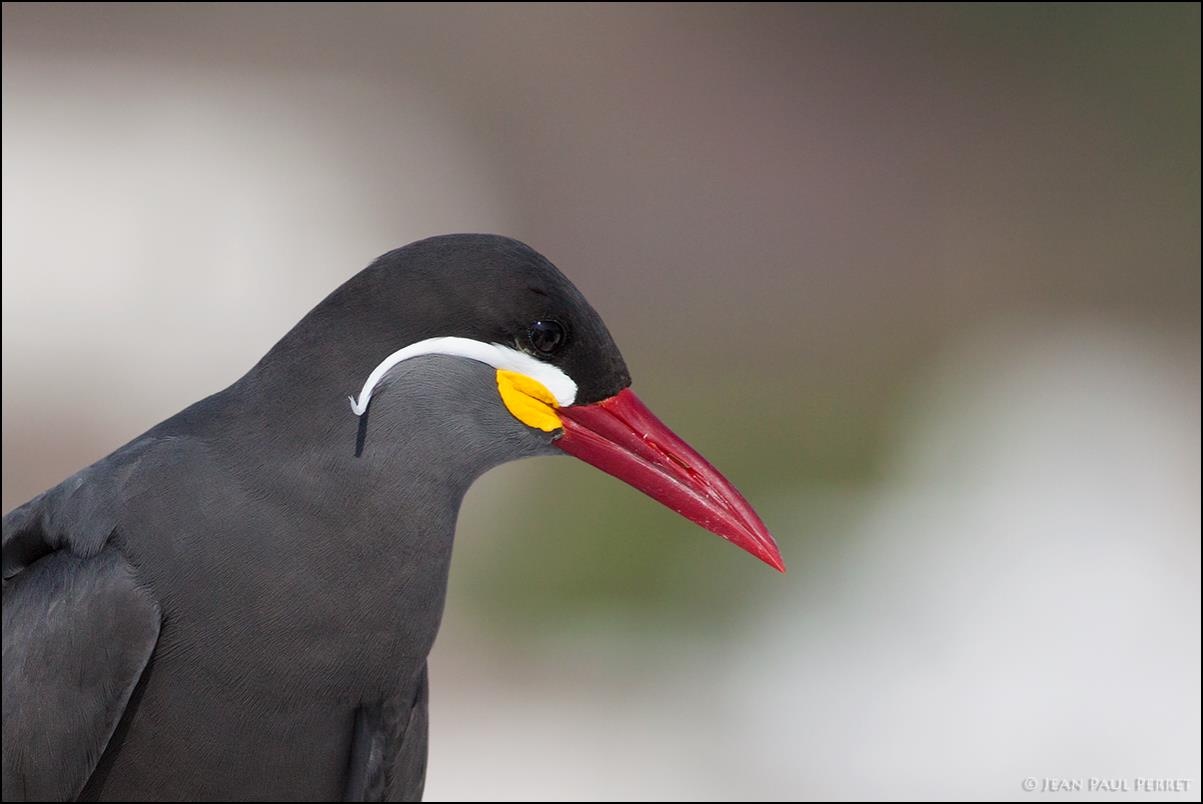 Villa Wetlands, Pucusana and Lurín Birdwatching Day