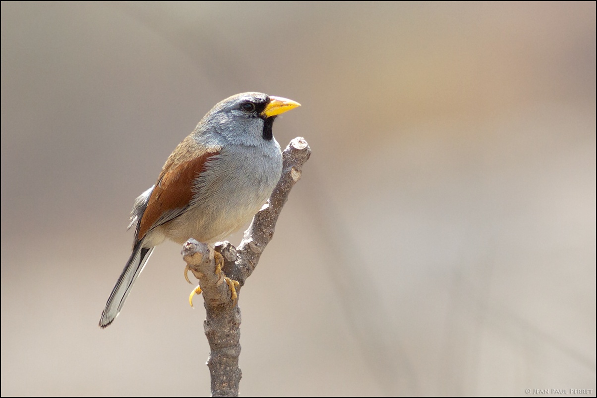 Santa Eulalia Canyon Birdwatching Day