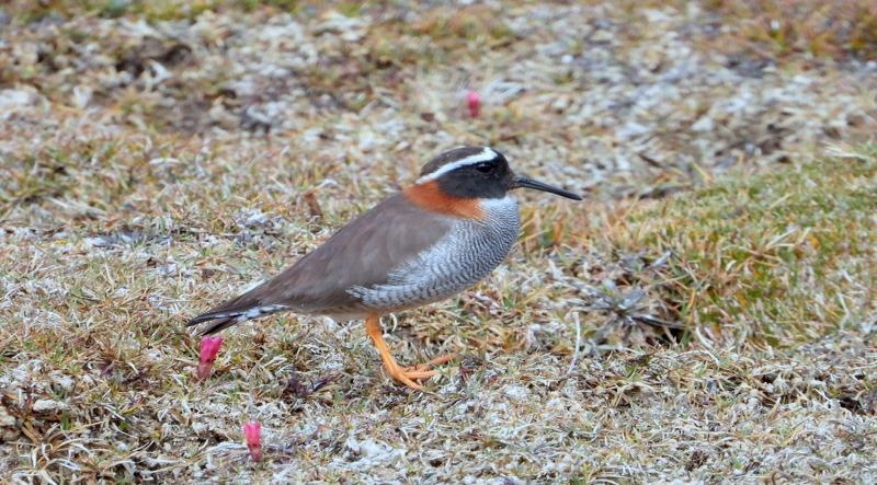 Santa Eulalia and the High Andes: Three-Day Birding Journey