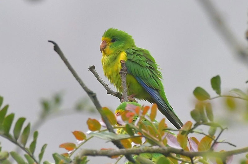 Coastal Lomas and Andean Polylepis: Two-Day Birding