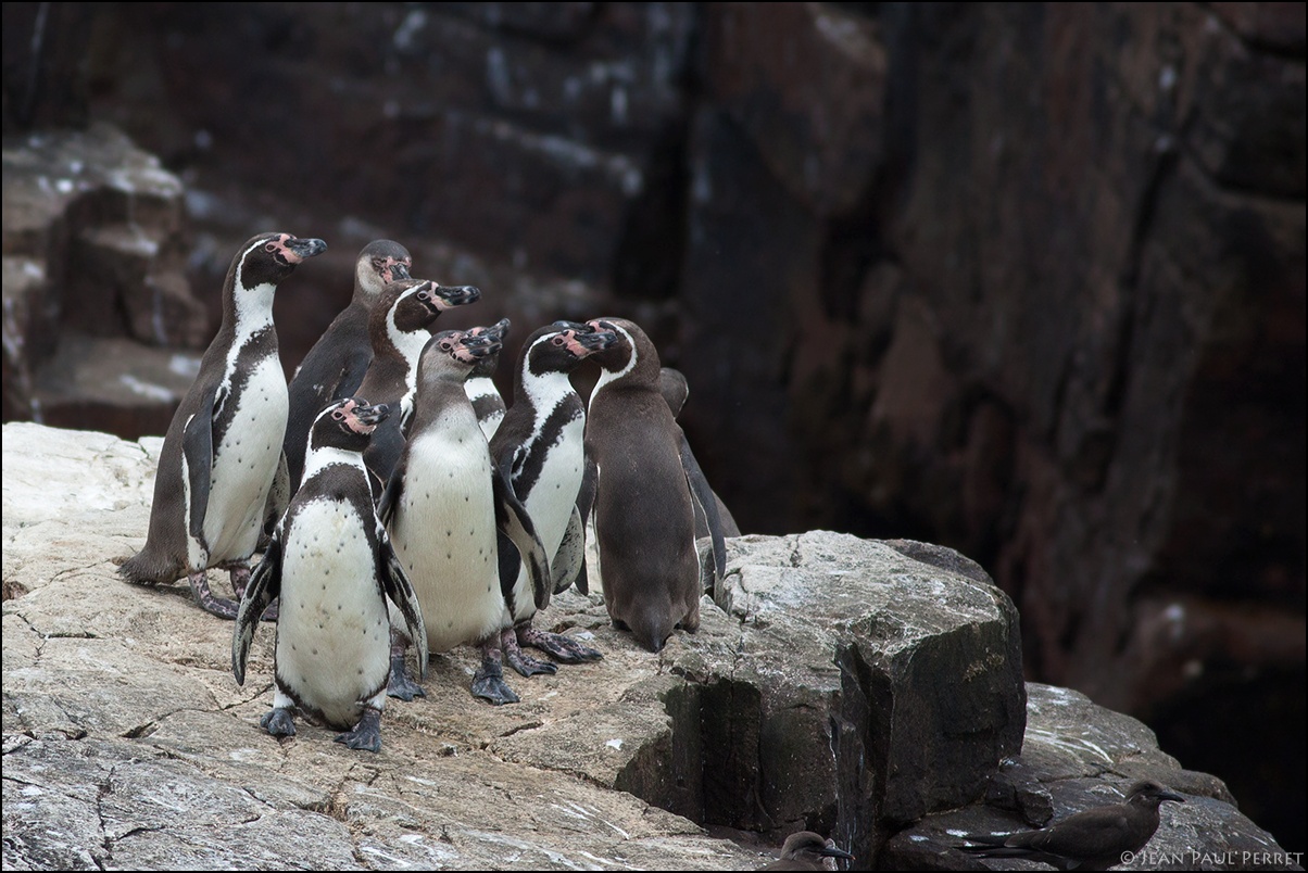 Humboldt Current Pelagic Birding from Callao