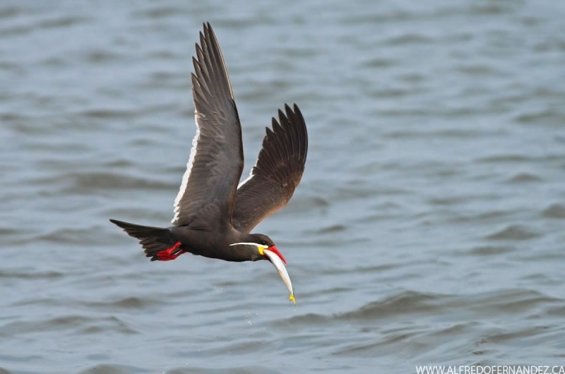 Paracas Reserve and Ballestas Islands: Two-Day Birding