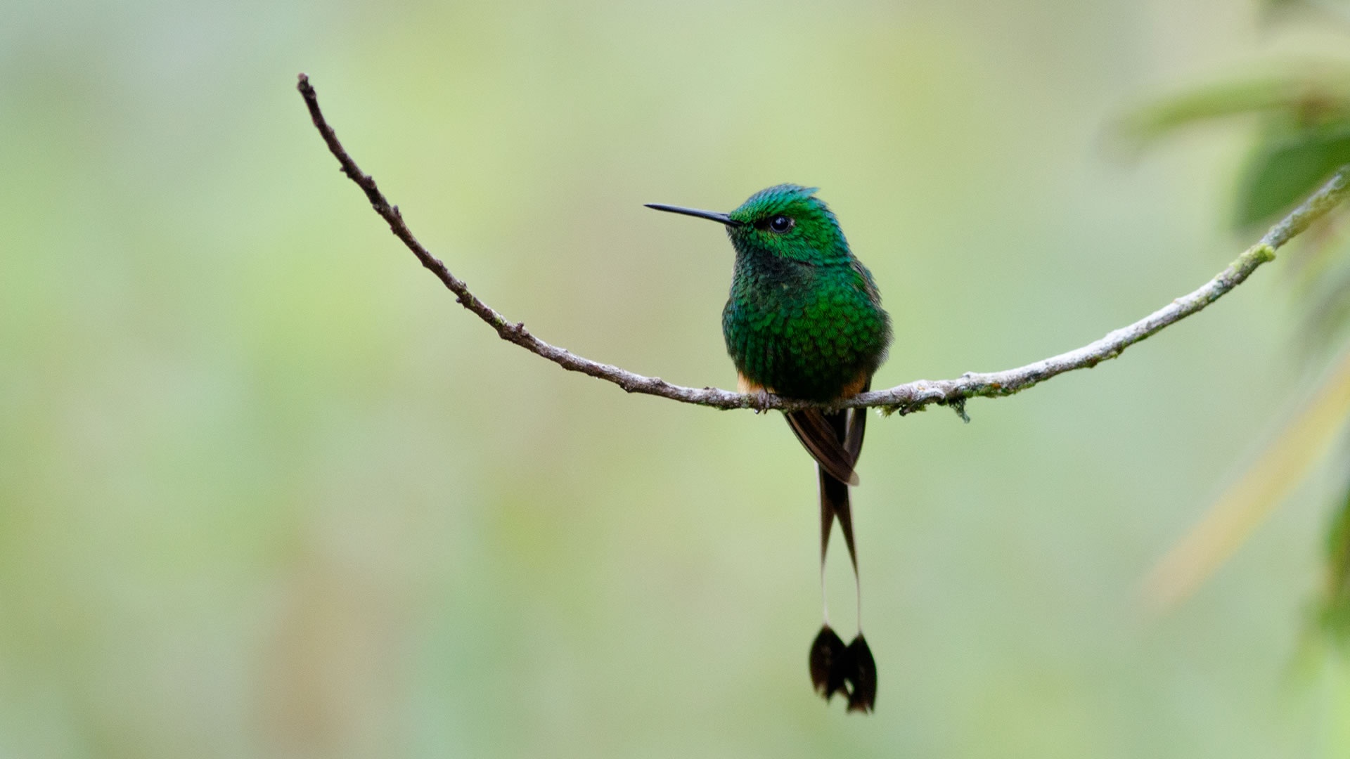 Northern Peru Birding: Dry Forests, Andes and Amazon Foothills