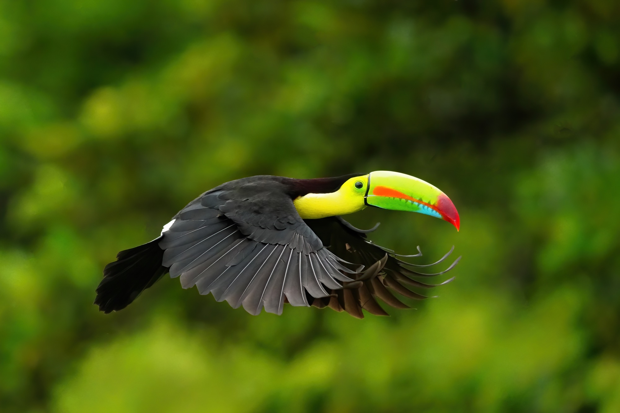 Costa Rica Birds and Wildlife Photography — January 2028