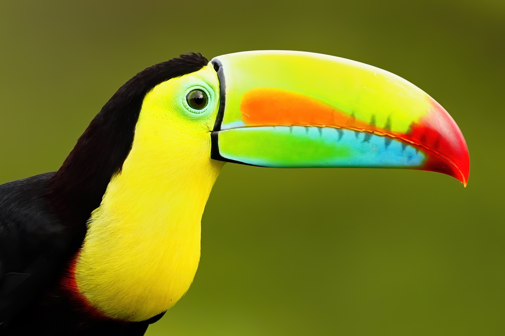 Belize Birds and Wildlife Photography — March–April 2028
