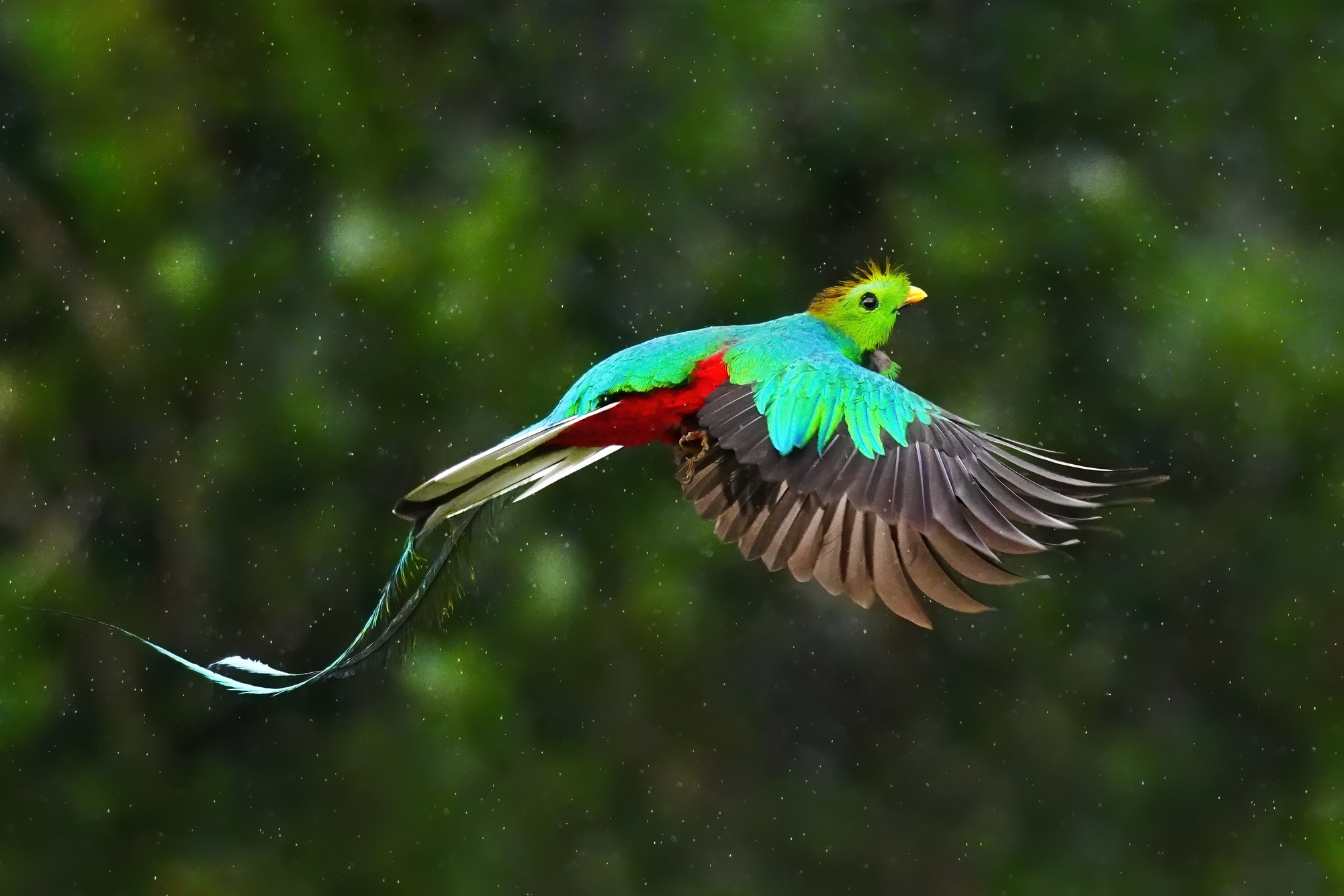 Nesting Quetzals of Costa Rica Photography — April–May 2028