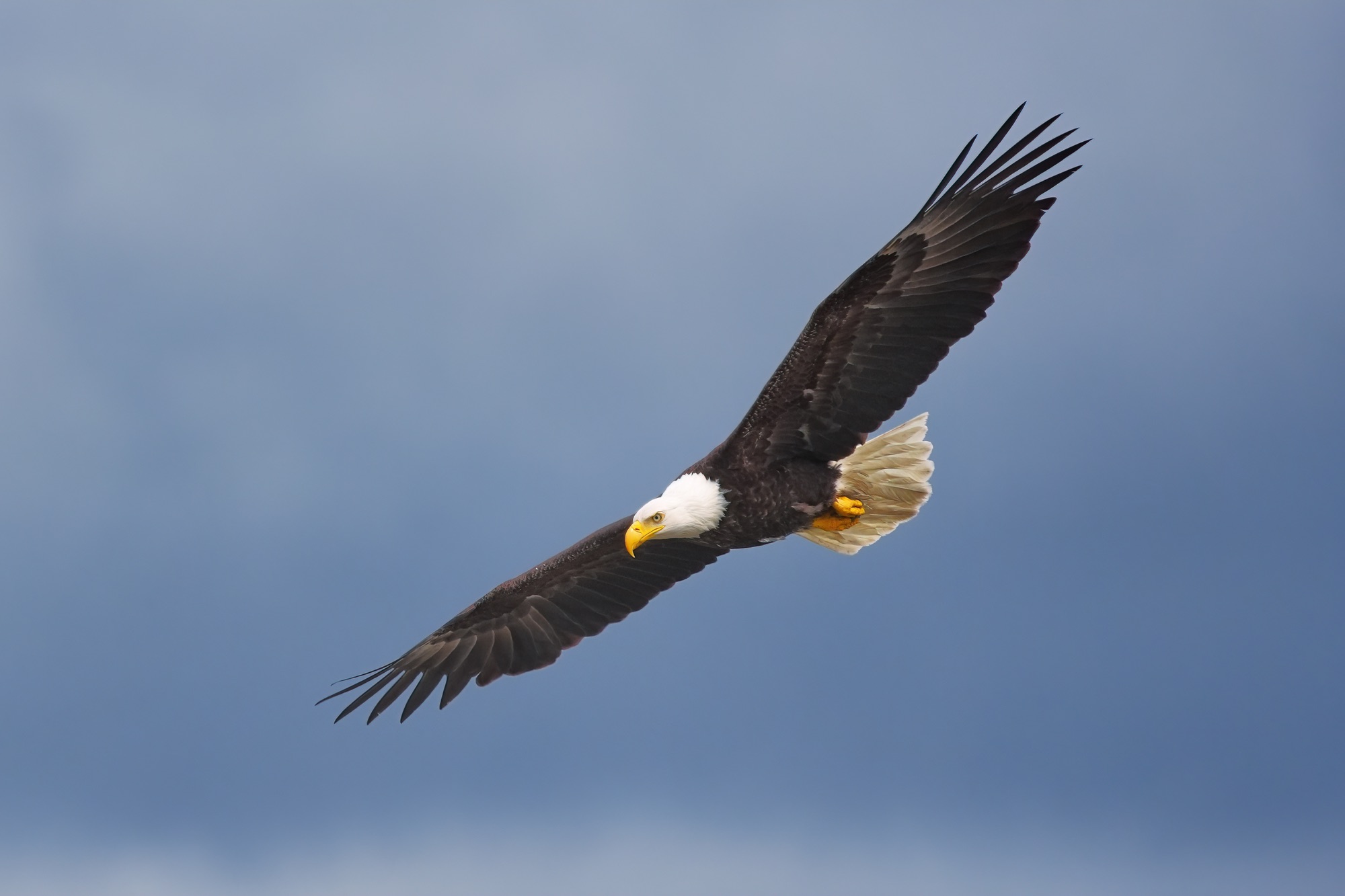 Alaska’s Inside Passage Bird and Wildlife Photography — May 2028