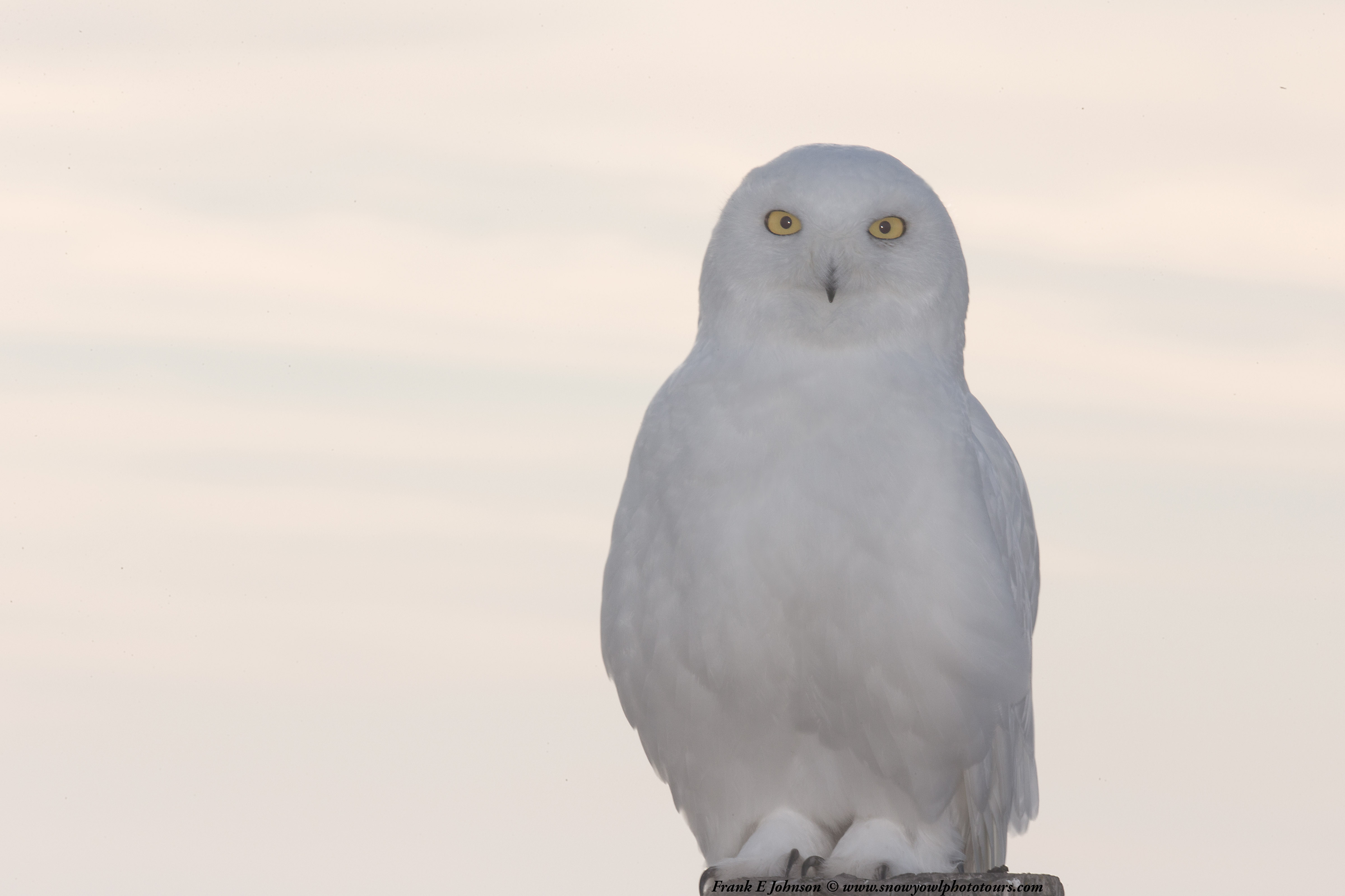 Saskatchewan Snowy Owl Photography with Frank Johnson