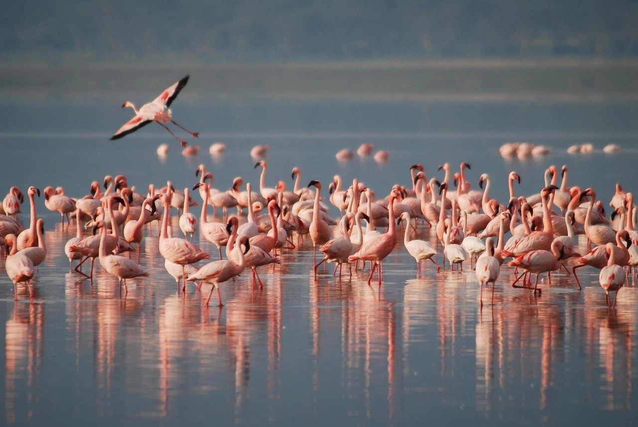 Tailored Kenya Birdwatching Safari with Olengugih Safaris