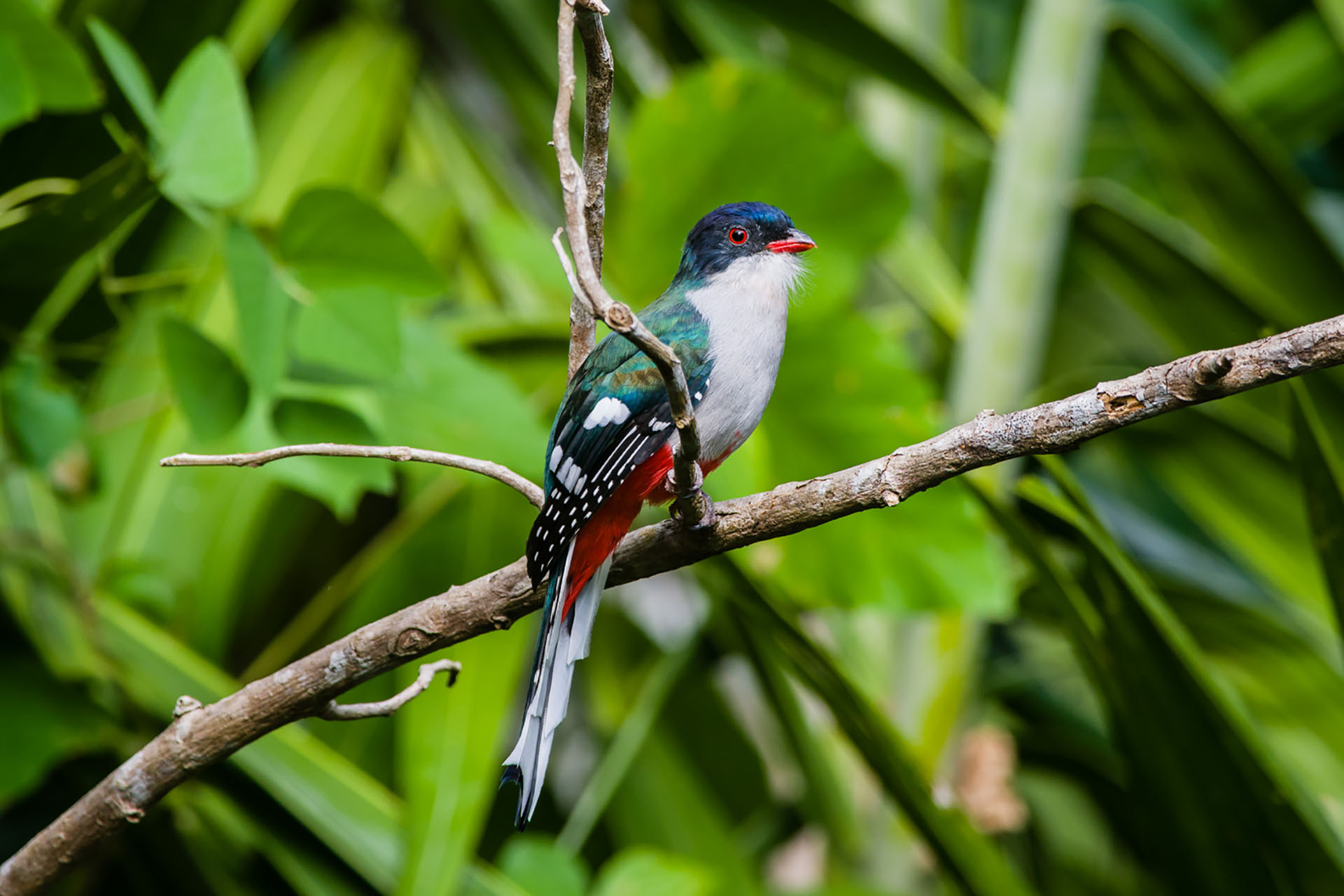 Cuban Wings — 15-Day Private Birding Tour