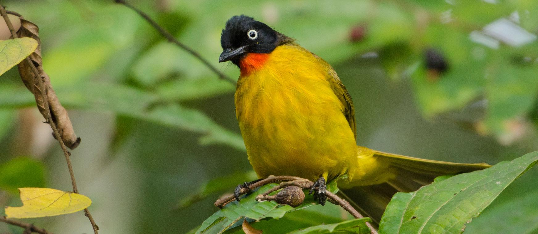 Custom Goa Birding and Photography Tour with Mrugaya Xpeditions