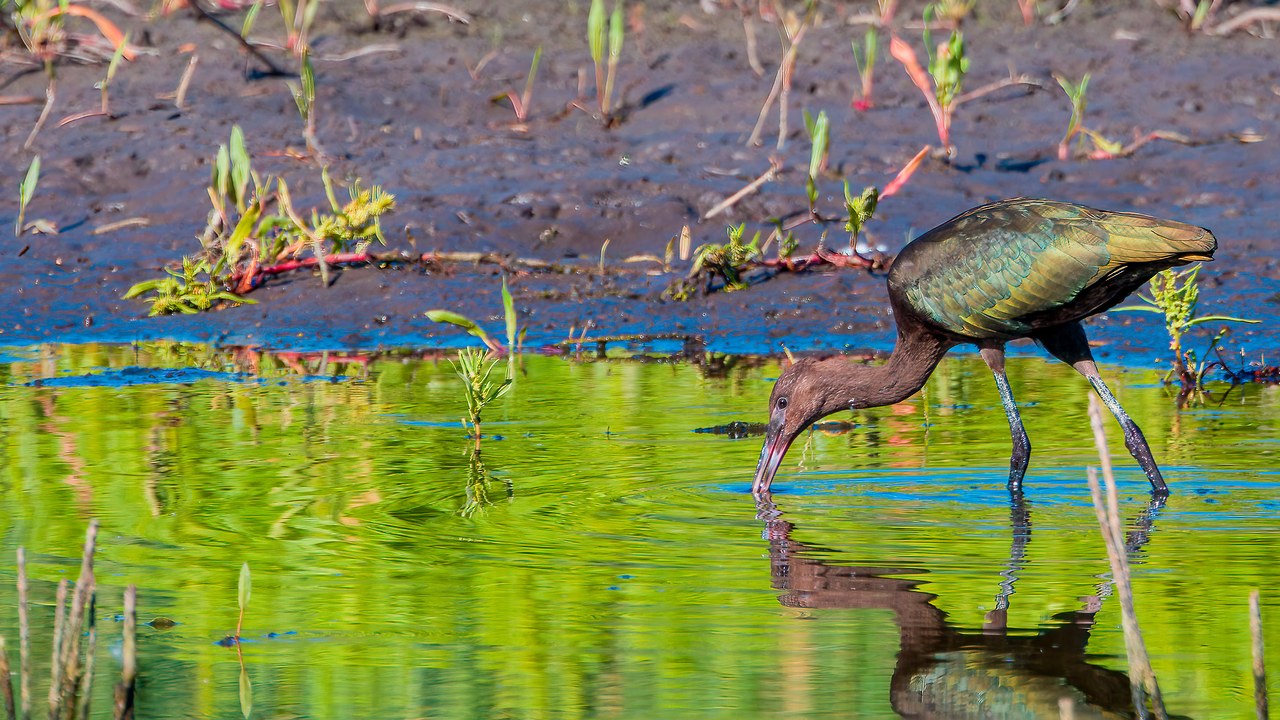 Private Provo River Delta Birding with FeatherQuest